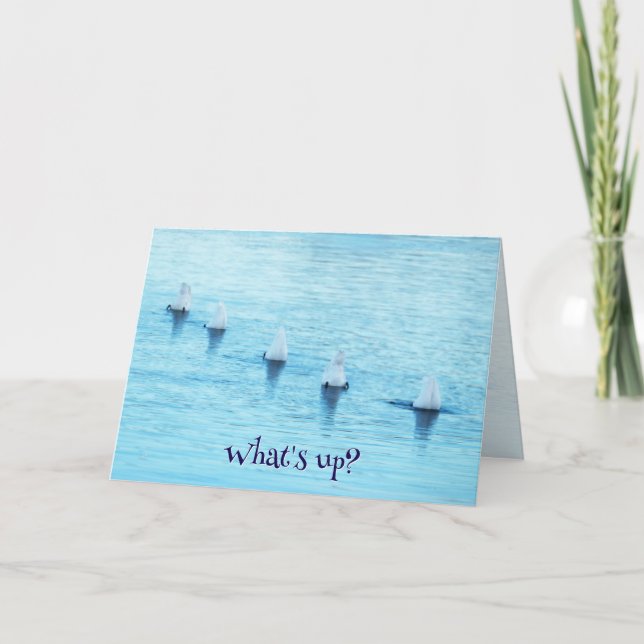 Funny Swans Diving What's Up All Occasion Blank Holiday Card (Front)