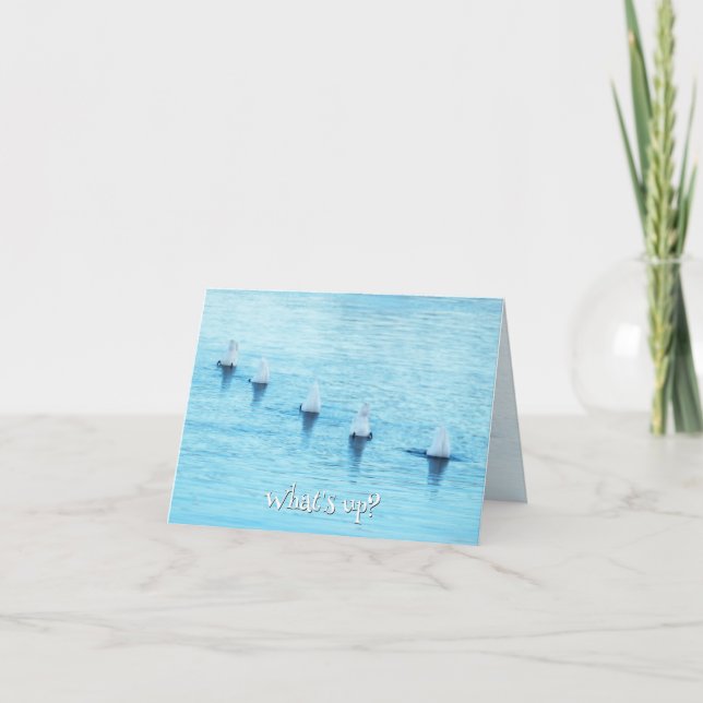 Funny Swans What's Up All Occasion Blank Holiday Card (Front)