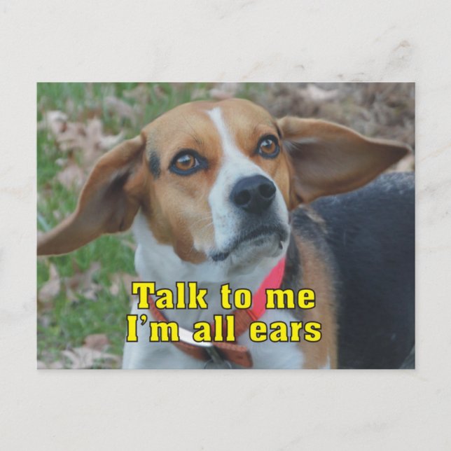 Funny Talk To Me I'm All Ears Beagle Postcard (Front)