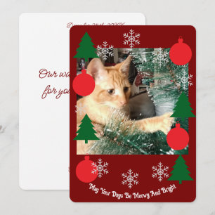 Funny Text, Cat Photo, Christmas Holiday Card