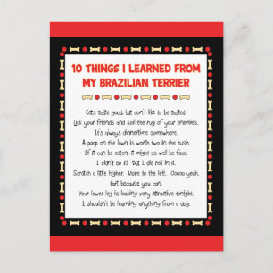 Funny Things I Learned From My Brazilian Terrier Postcard
