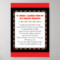 Funny Things I Learned From Old English Sheepdog