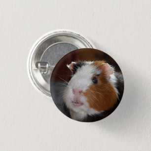 Funny, Tricolor, Smooth Guinea Pig Face 3 Cm Round Badge