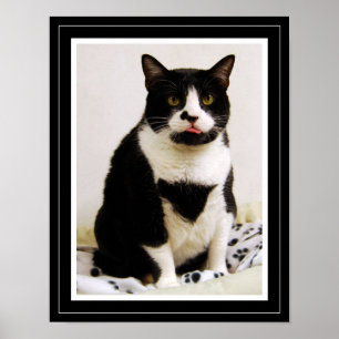 Funny Tuxedo Cat Poster