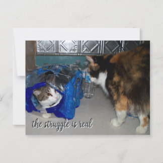 Funny Two Cats Photo "a real struggle"  Postcard
