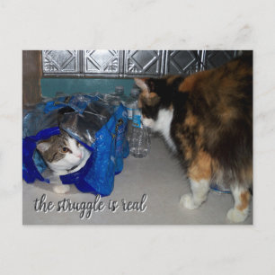 Funny Two Cats Photo "a real struggle"  Postcard