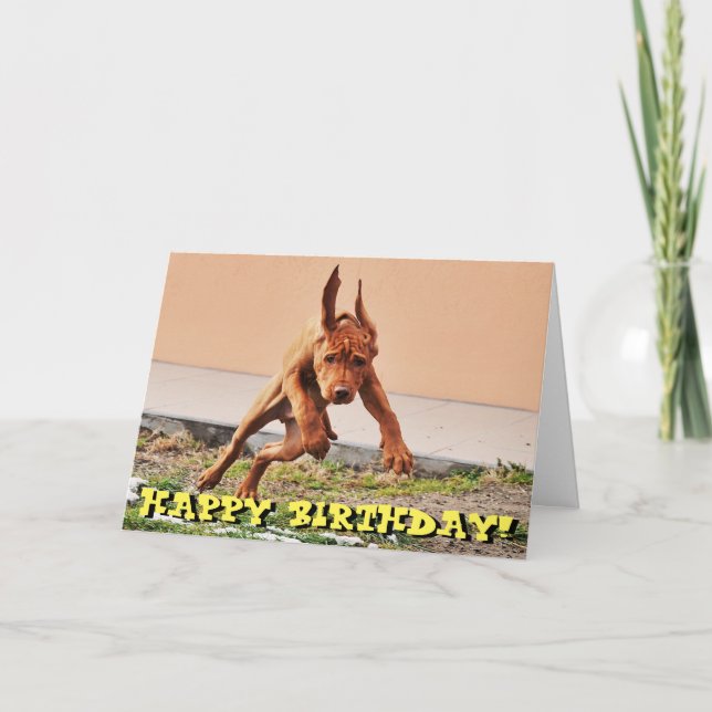 Funny vizsla puppy birthday card (Front)