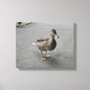 Funny Waddling Duck Canvas Print