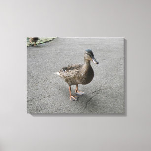Funny Waddling Duck Canvas Print