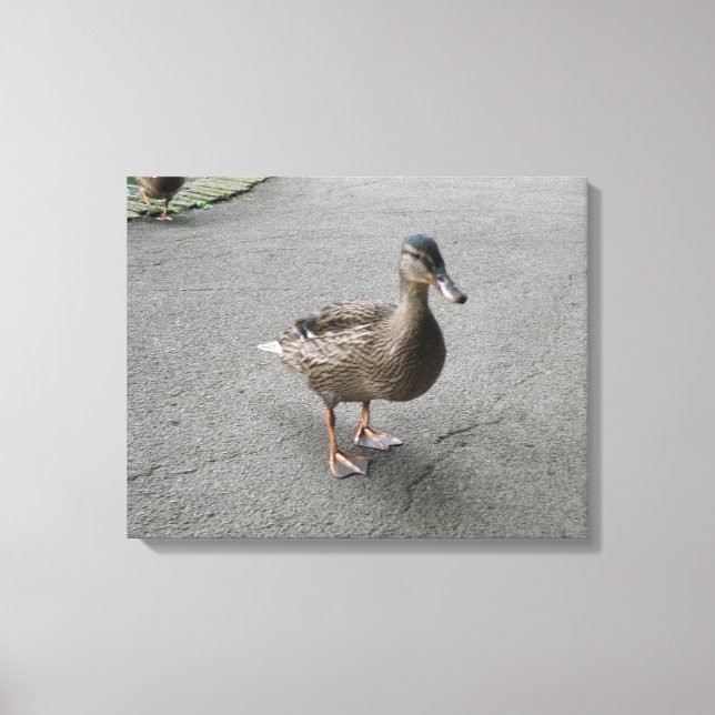Funny Waddling Duck Canvas Print (Front)