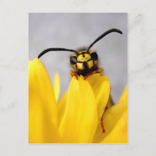 Funny Wasp Postcard