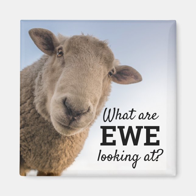 Funny What Are Ewe Looking At Sheep Magnet (Front)