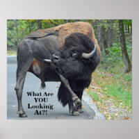 Funny What Are You Looking At? Bull Bison