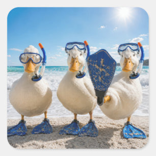Funny White Ducks with Snorkeling Gear Square Sticker