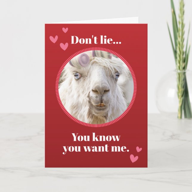 Funny White Llama With Rollers Valentines Day Holiday Card (Front)