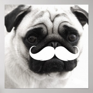 Funny White Moustache Pug Poster