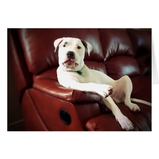 funny white pit bull dog on the couch (Front Horizontal)