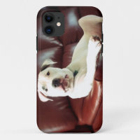 funny white pit bull dog on the couch