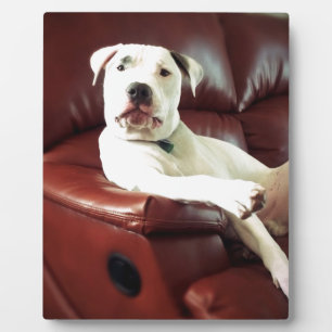 funny white pit bull dog on the couch plaque