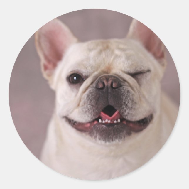 Funny winking Dog French Bulldog Classic Round Sticker (Front)