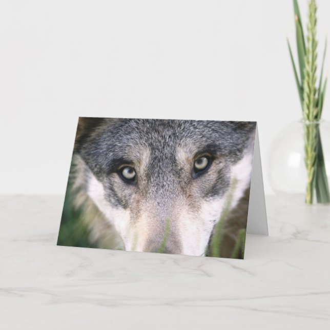Funny Wolf Up Close Birthday Card (Front)