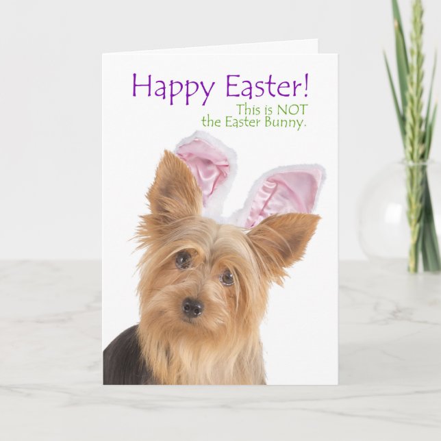 Funny Yorkie Easter Card (Front)