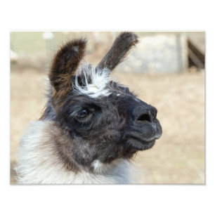 Fur Face Photo Print