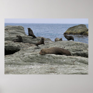 Fur Seal Family Poster