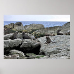 Fur Seal Gang Poster