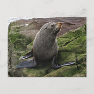 Fur Seal on Rocks Postcard
