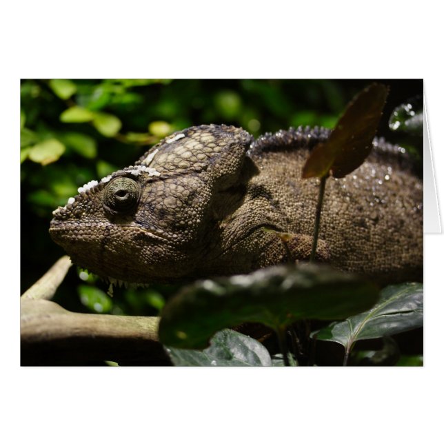 Furcifer oustaleti (Front Horizontal)
