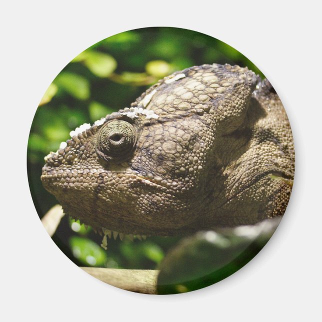 Furcifer oustaleti magnet (Front)