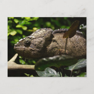 Furcifer oustaleti postcard