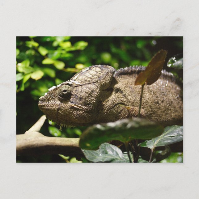 Furcifer oustaleti postcard (Front)