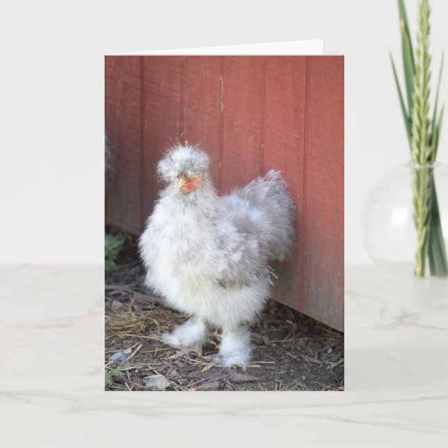 Furry Chicken - Humorous Greeting Card (Front)