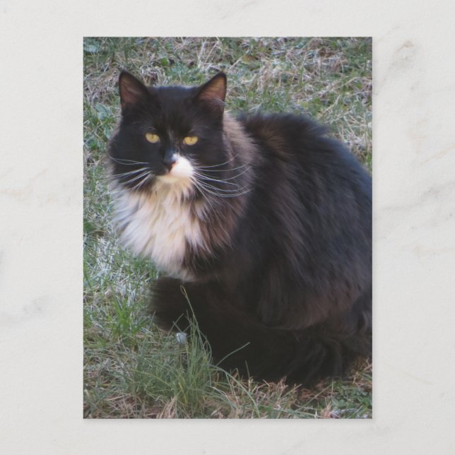 Furry Tuxedo Postcard (Front)
