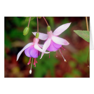 Fuschia Flowers