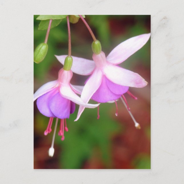 Fuschia Flowers Postcard (Front)