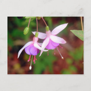 Fuschia Flowers Postcard