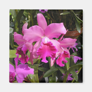 Fuschia Orchid Magnet