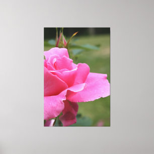 Fuschia Pink Garden Rose Canvas Print