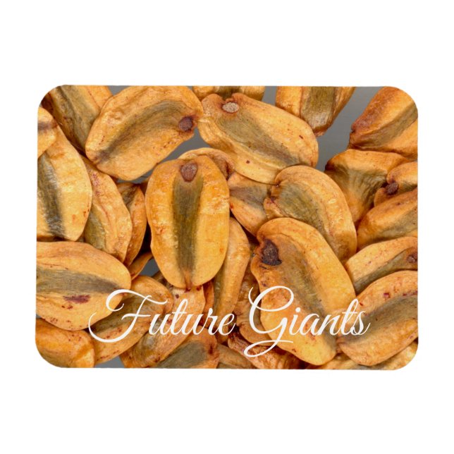 Future Giants, Giant Redwood Seeds Magnet (Horizontal)