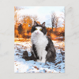 "Fuzzer" Postcard