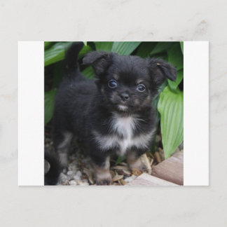 fuzzy1 postcard