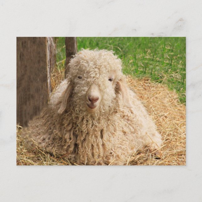 Fuzzy Baby Angora Goat Postcard (Front)