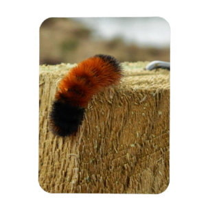 Fuzzy Caterpillar Magnet
