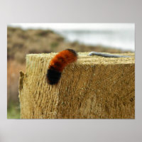 Fuzzy Caterpillar