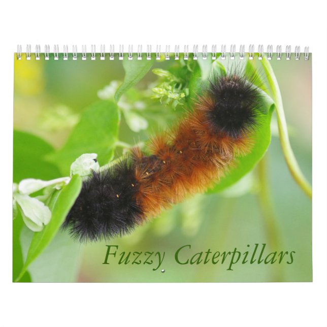 Fuzzy Caterpillars Calendar (Cover)