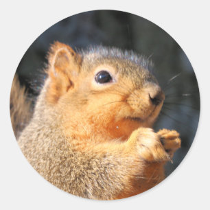 Fuzzy Classic Round Sticker