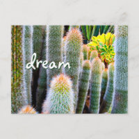 Fuzzy Green Cactus Photography Dream Script Bold